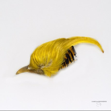 Golden Pheasent Crest