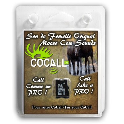 Moose Cow Card