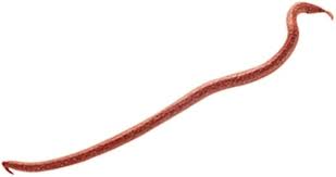 Berkley Gulp Brown Earthworms