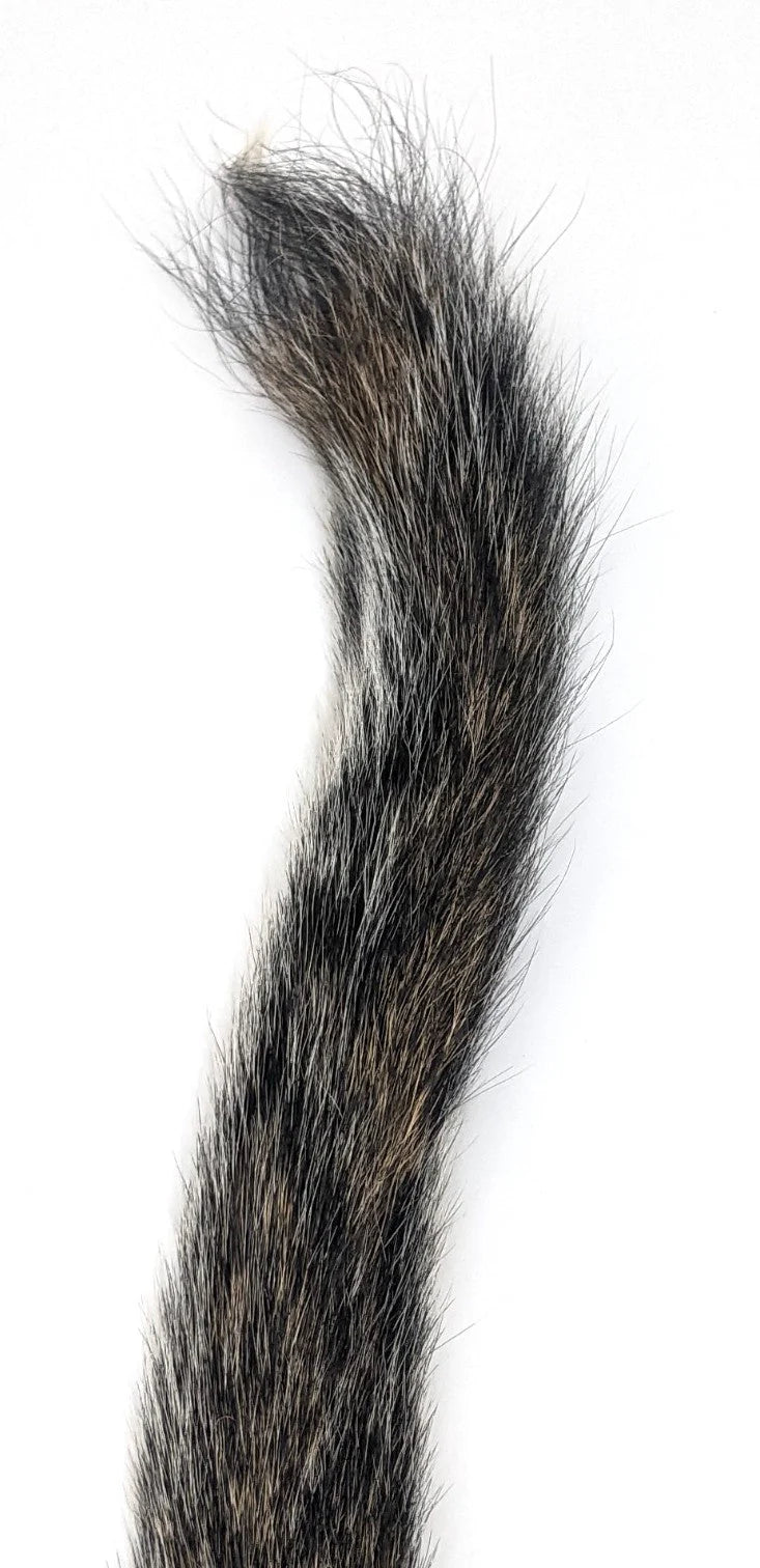 Squirrel tail Grey