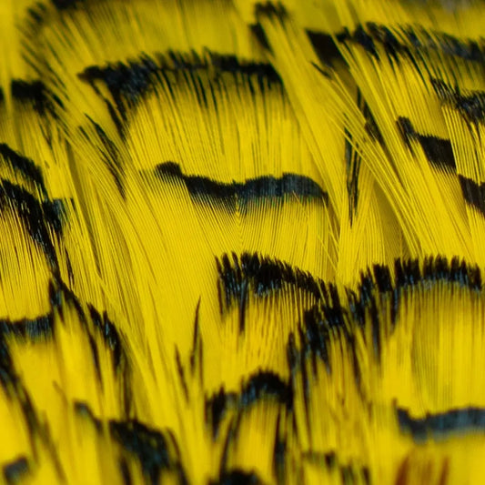 Shor Lady Amherst Pheasant Feathers Yellow