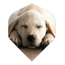 BD Flight Dog