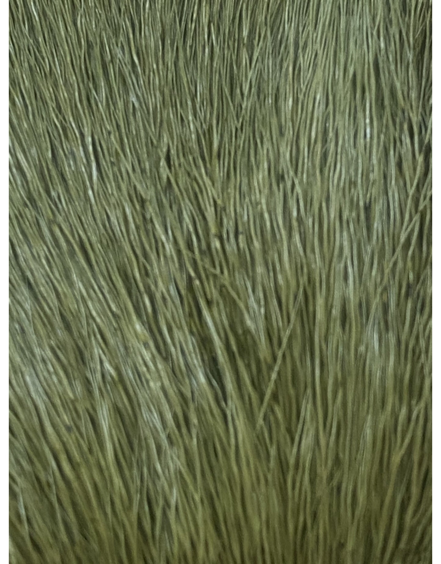 Shor Deer Body Dyed From White Olive 8 g